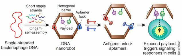 DNA nanobots
