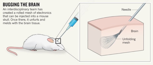 Brain mesh in mouse